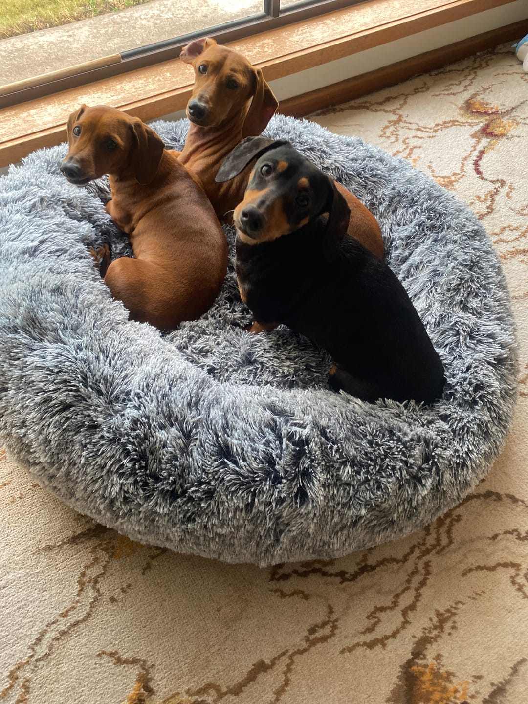 Customer photo review of Calming Pet Bed with Removable Cover