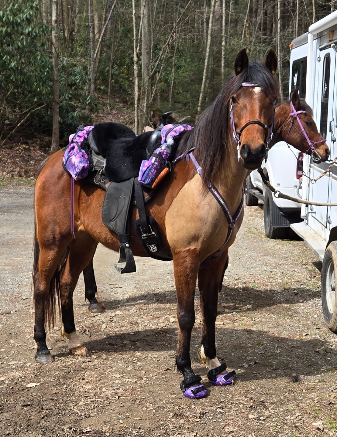 Customer photo review of Renegade® Viper Vivid™ Hoof Boot - Mystic Purple