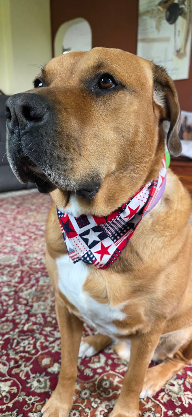 Customer photo review of Professional PLUS Pet Grooming Vacuum Kit