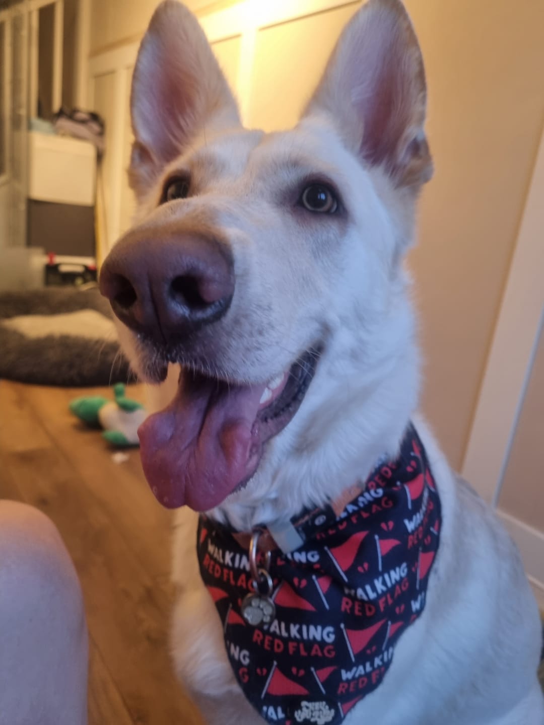Customer photo review of Walking red flag bandana