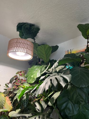 Customer's large fiddle leaf fig, grown with OG Plant Food, with its leaves pressing against the ceiling.