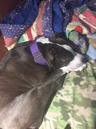 Customer photo review of No Pull Bully Proof Harness