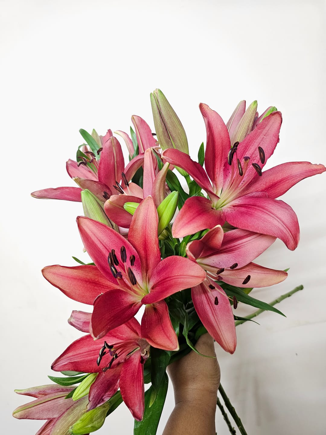 Customer photo review of Asiatic Lily