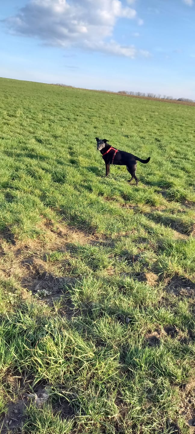Customer photo review of Wohlfühltabs für Hunde bei Stress, Angst, Unruhe und Hyperaktivität