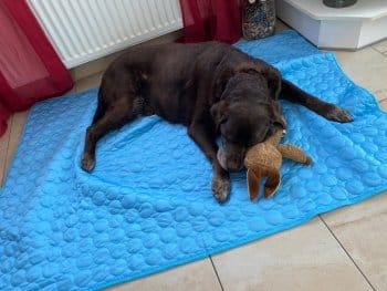 Customer photo review of Tapis Fraîcheur pour Chien – Offrez à votre compagnon un été au frais
