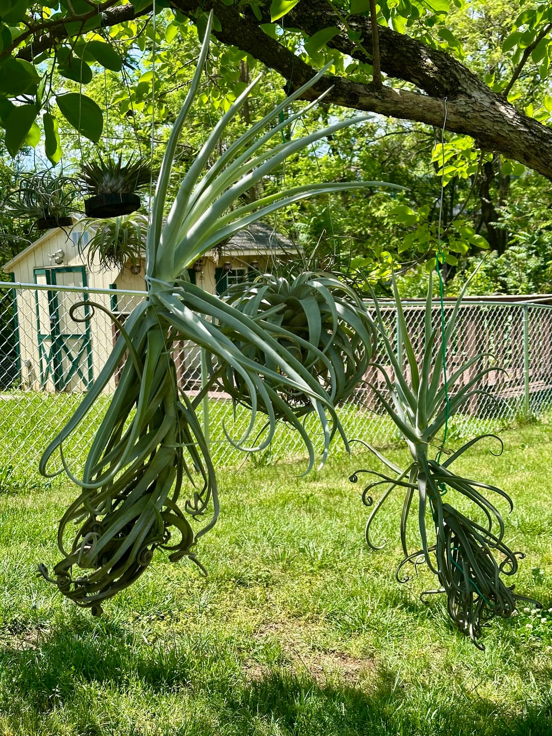 Customer photo review of GIANT Duratii Thick Leaf