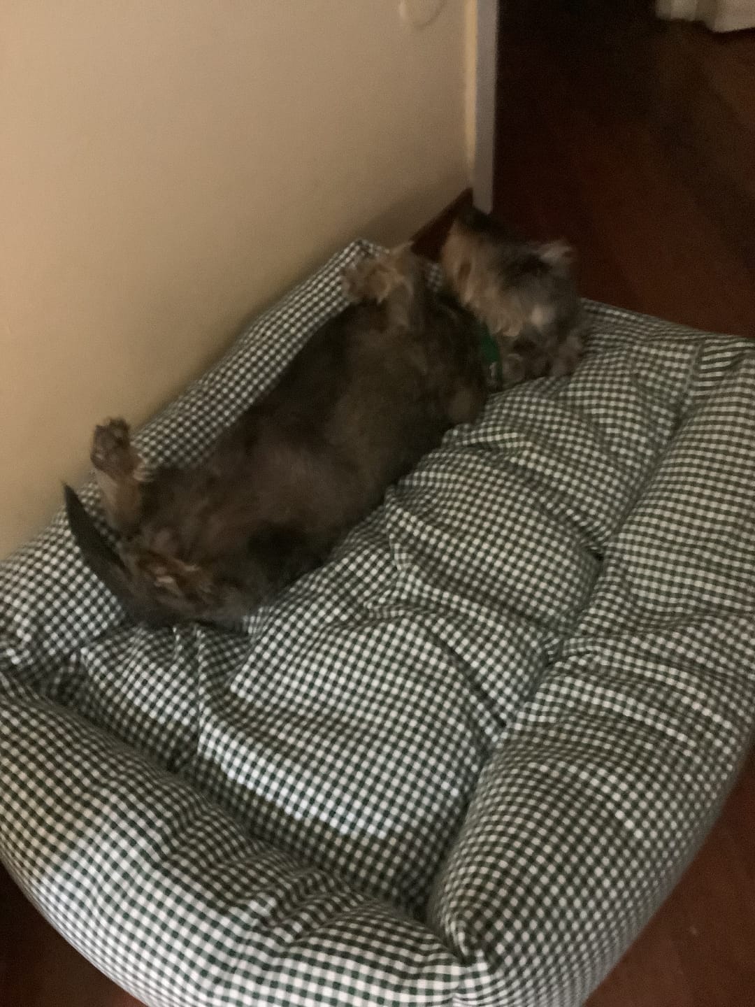 Customer photo review of Cucce per Cani in Tessuto Vichy | Divanetti Eleganti e Sfoderabili Made in Italy | Leo e Luna