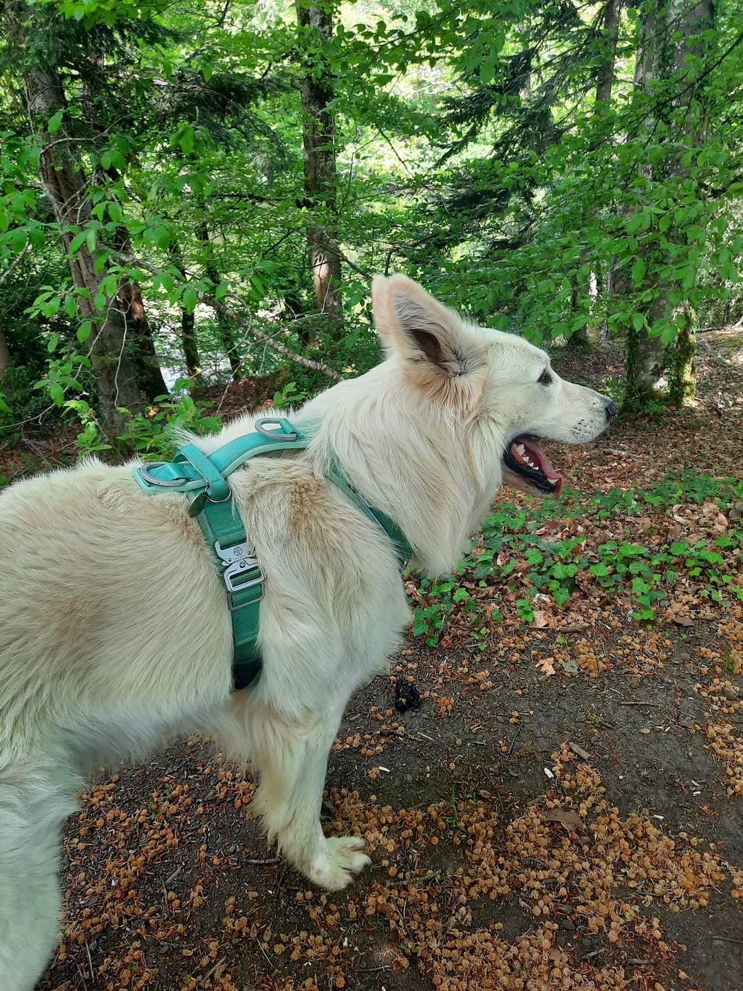 Customer photo review of Pettorina Crime 3.0