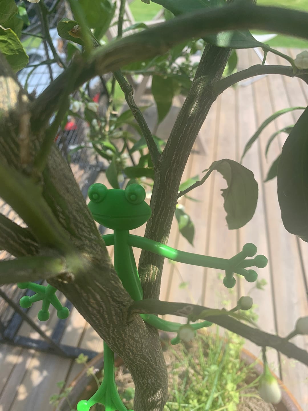 Customer photo review of Mamie Frog®