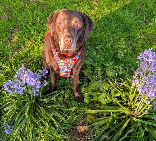 Customer photo review of Disney© Tough Trails™ Harness - Winnie Goes Retro