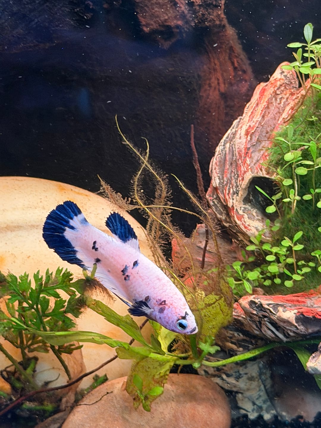Customer photo review of Female Betta Fish Marble Dot Moo Cow Plakat