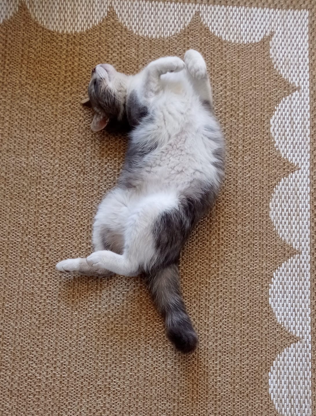 Customer photo review of Grain Free Cat Adult