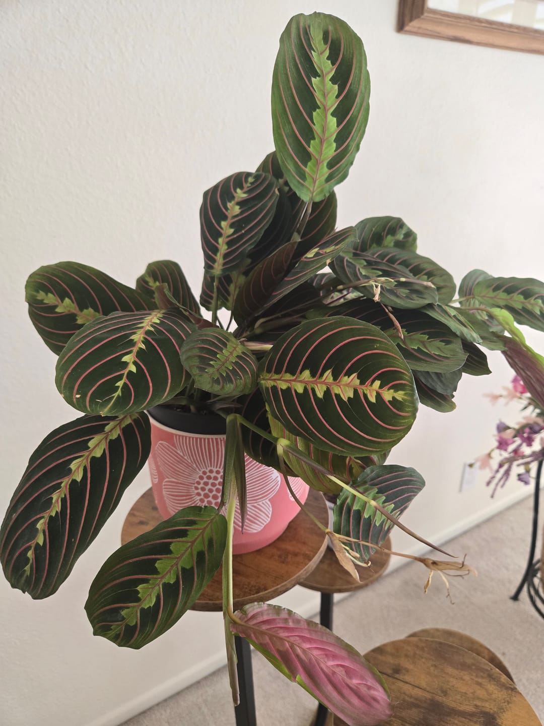 Customer photo review of Maranta  leuconeura, Red Prayer Plant