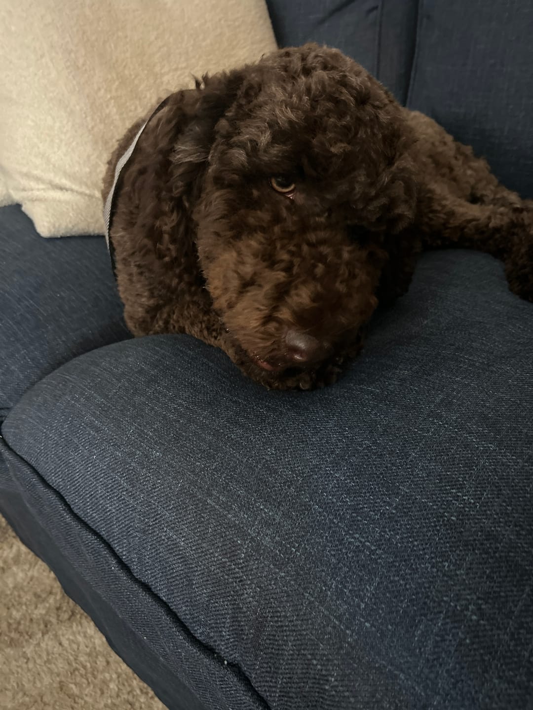 Customer photo review of 6 Inch Standard Braided Bully Stick