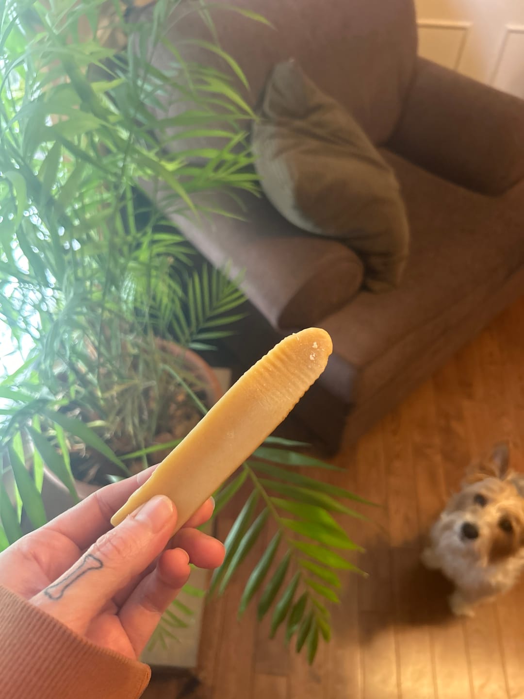 Customer photo review of Himalayan Yak Chew (SMALL)