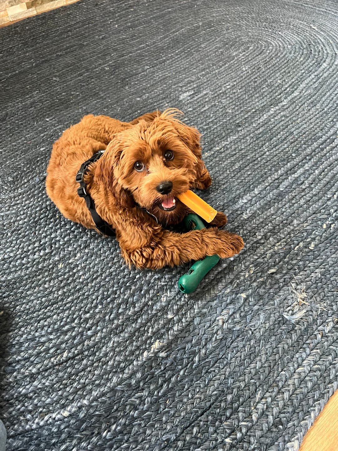 Customer photo review of Pumpkin Yak Chews