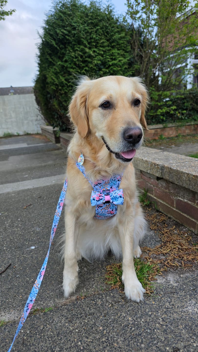 Customer photo review of Trail & Glow Dog Harness Bundle Set - Colour Drops - Spring Dreams