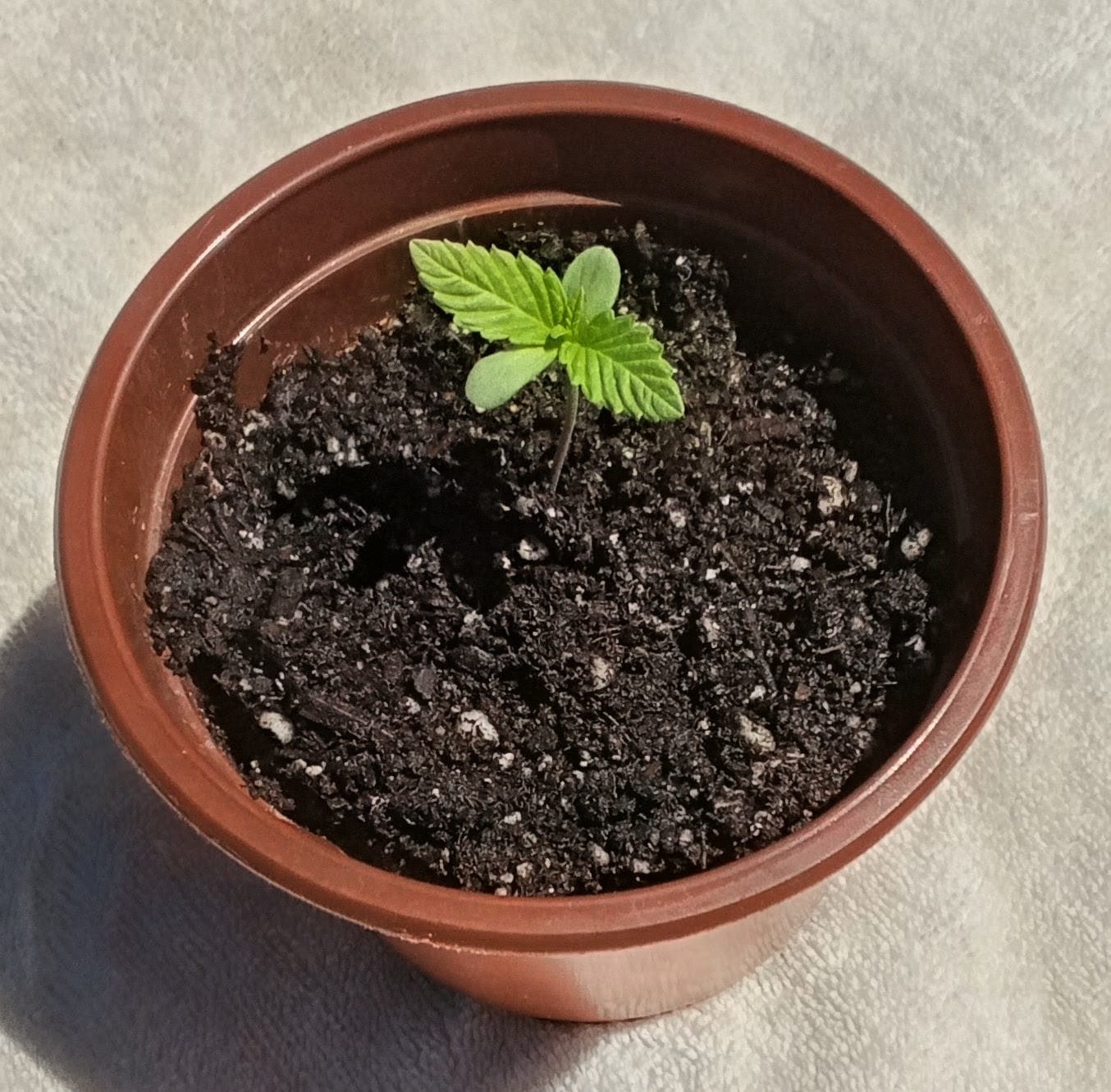 Customer photo review of Chinga La Migra F1 Feminized Photoperiod Seeds