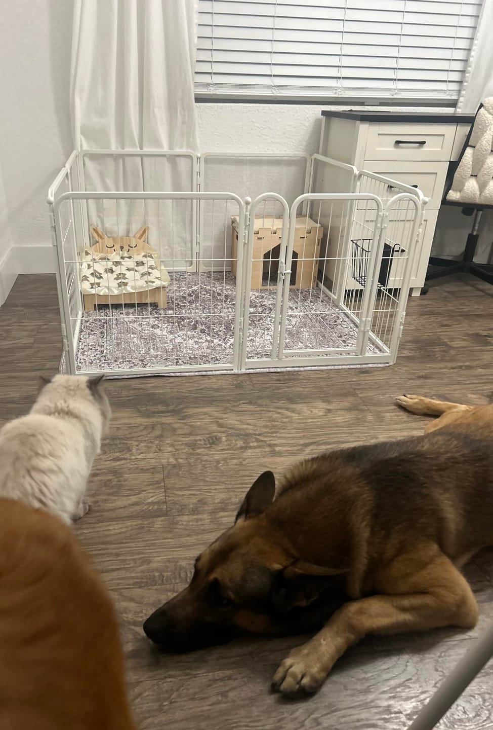 Customer photo review of FXW Acrylic & Wire Mesh Indoor Dog Playpen