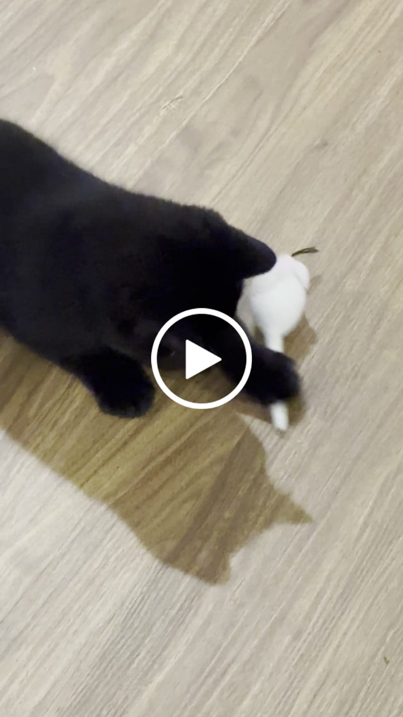 Customer video review of Felt Mouse Toy for Cats