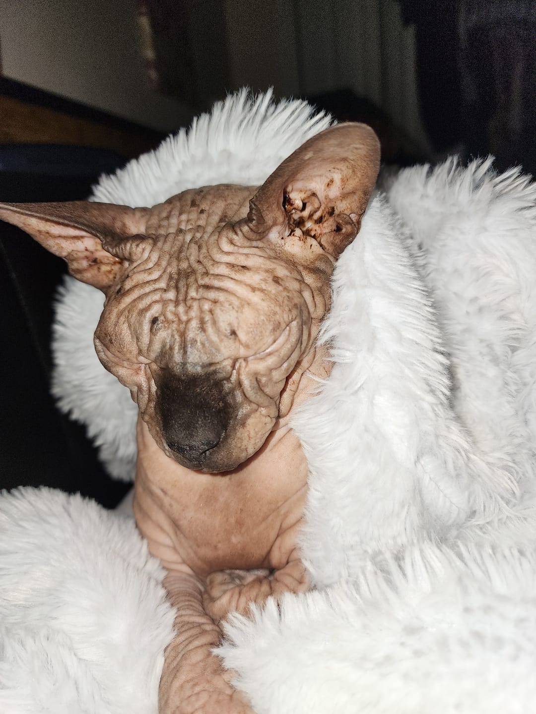 Customer photo review of Cloud Throw Blanket