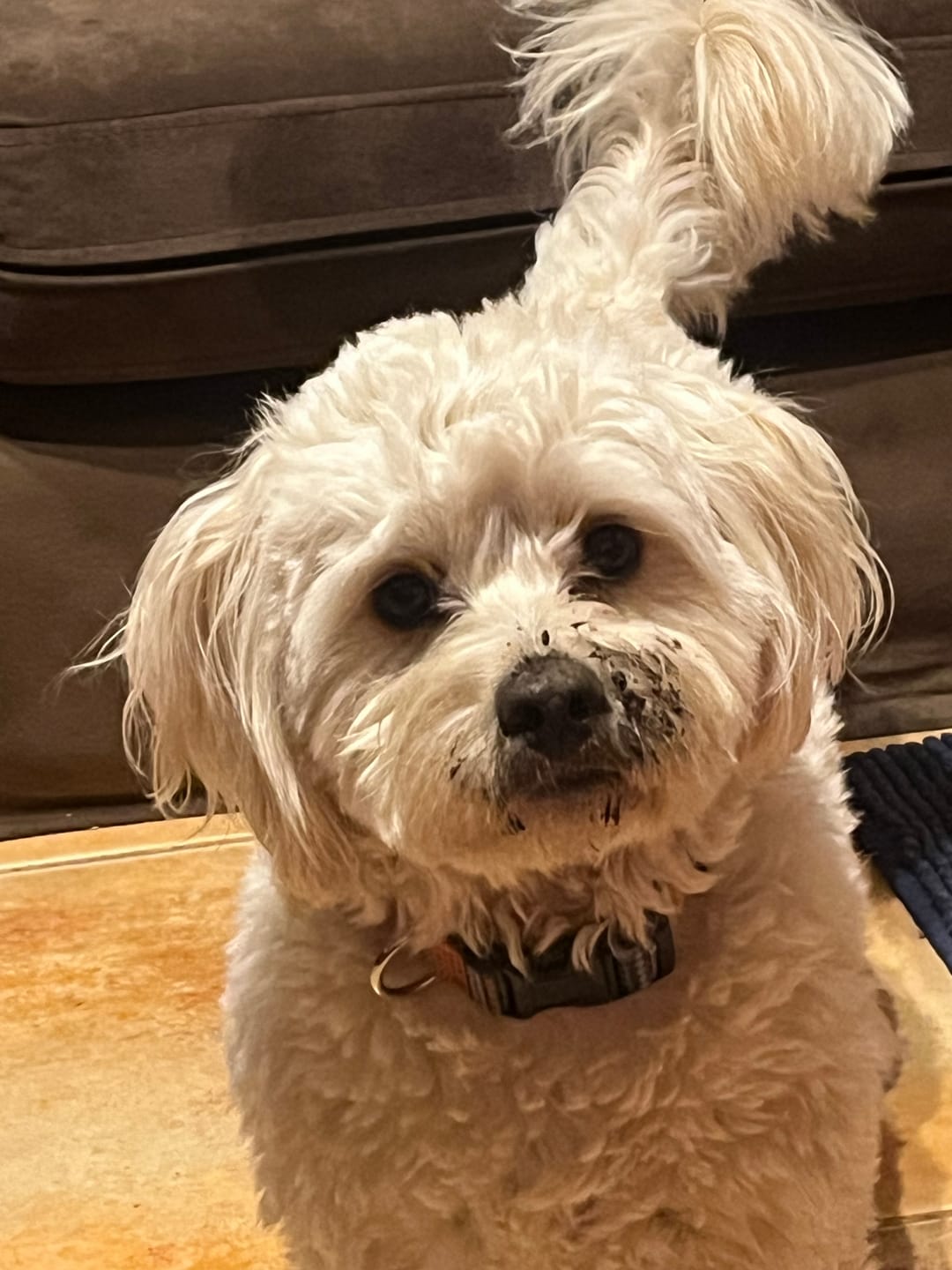 Customer photo review of Asta de ciervo para perros - Principiante