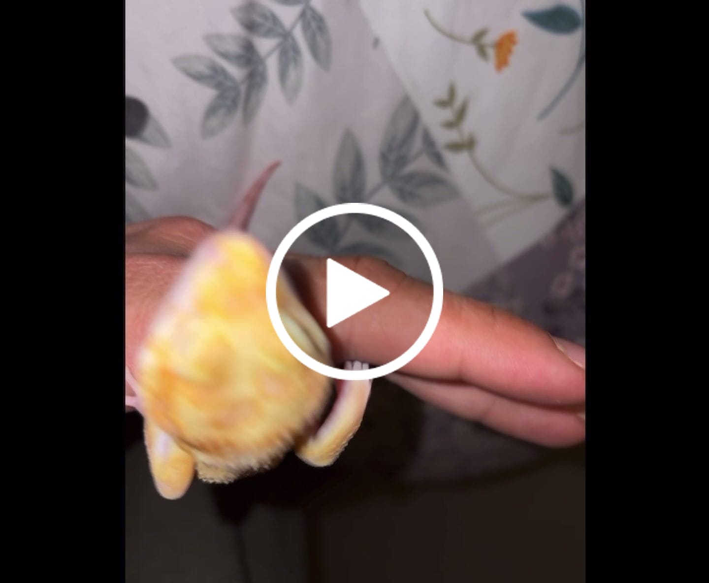 Customer video review of Male Mandarin Inferno Red Diamond Tremper Albino Bandit pos. W&Y