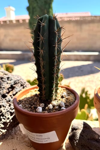 Customer photo review of Trichocereus Peruvianus | Peruvian Torch Cactus