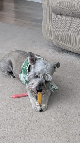 Reviewer's grey dog chews a yellow Long-Lasting Yak Chew on the floor.