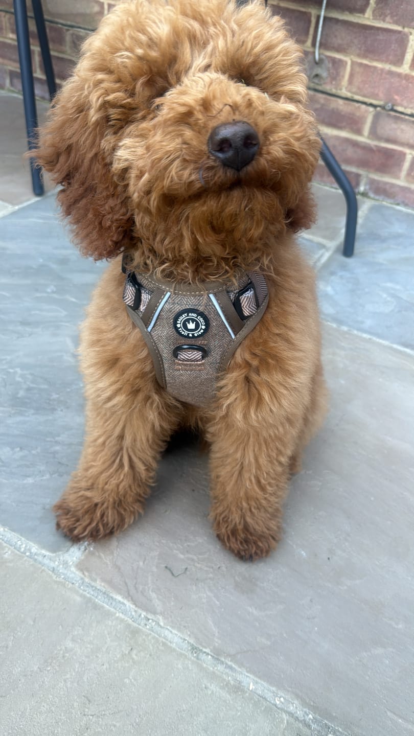 Customer photo review of Trail & Glow Tweed Dog Harness - Oxford Tweed