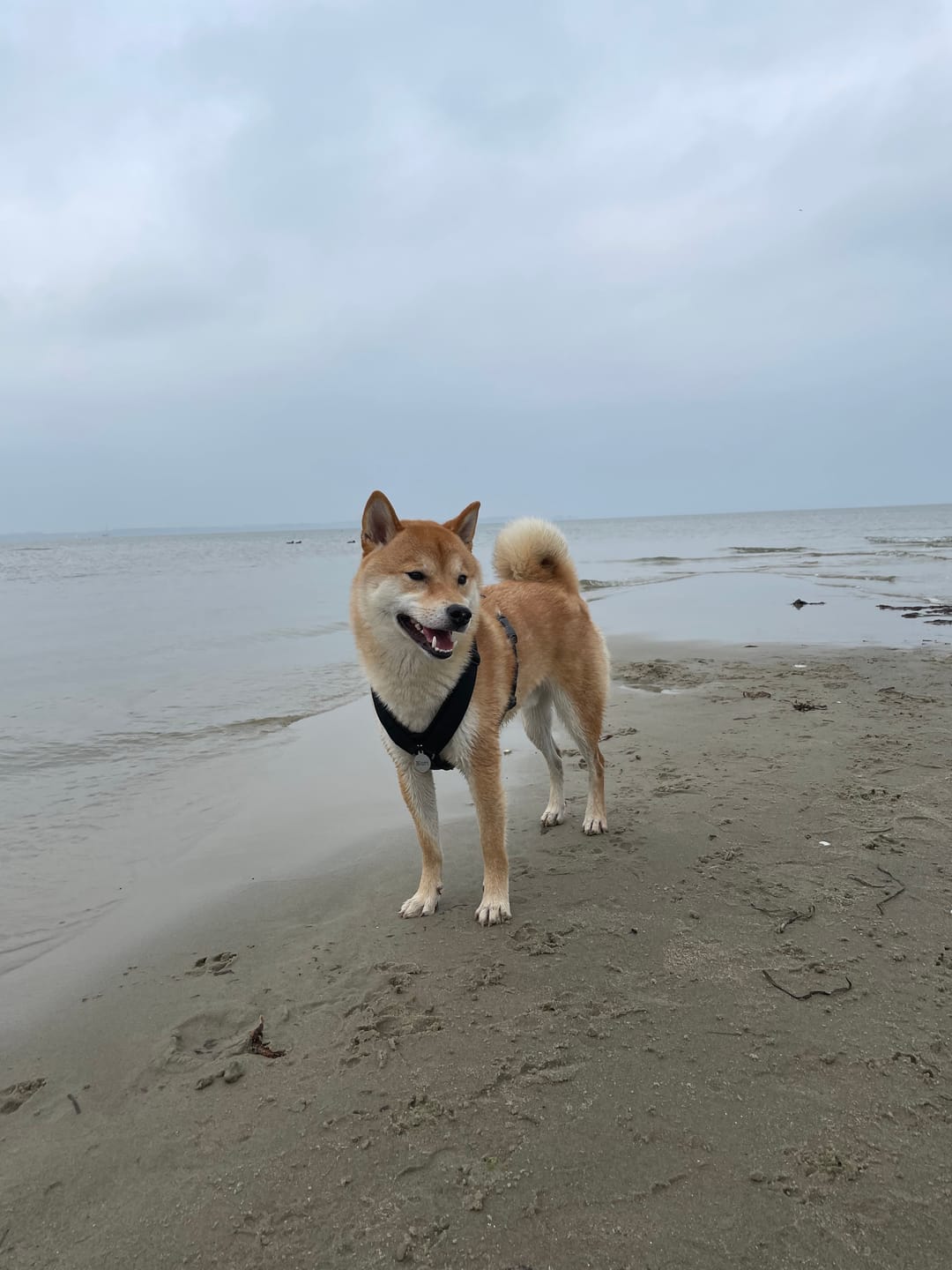 Customer photo review of Wurmtest Plus Hund