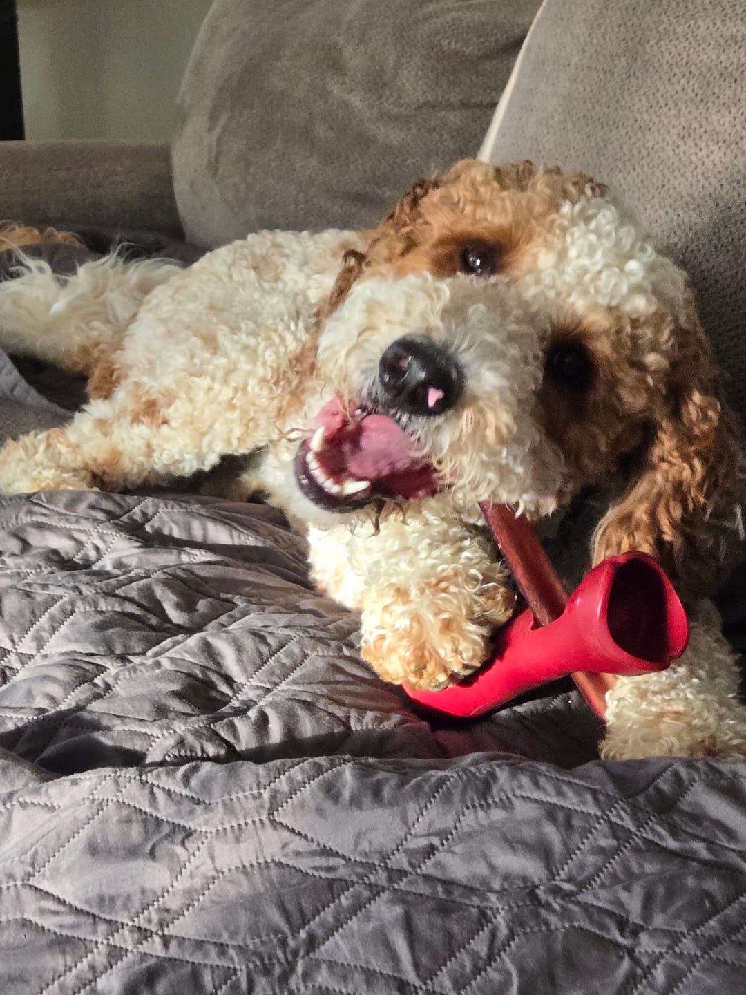 Customer photo review of 12 Inch Jumbo Bully Stick