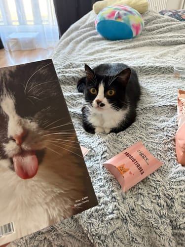 Avis d'un client : son chat noir et blanc est assis sur le lit à côté d'un sachet de probiotiques de la marque Ziggy.