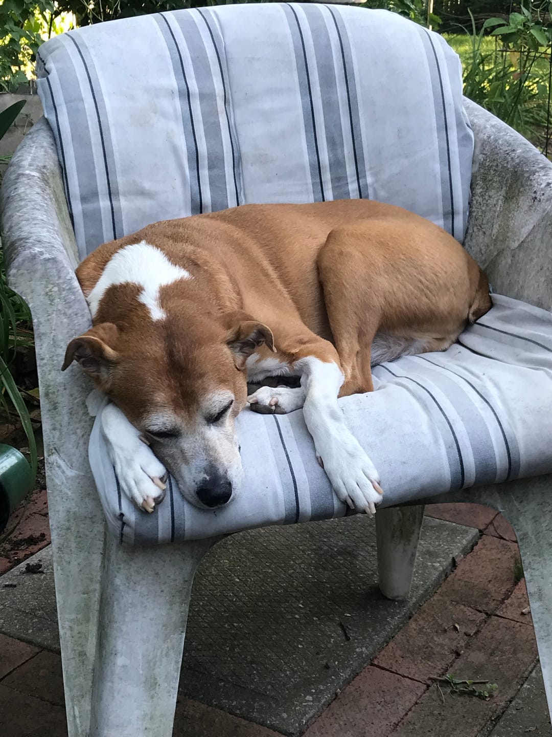 Customer photo review of Dog Kennel Cough & Respiratory Support Remedy
