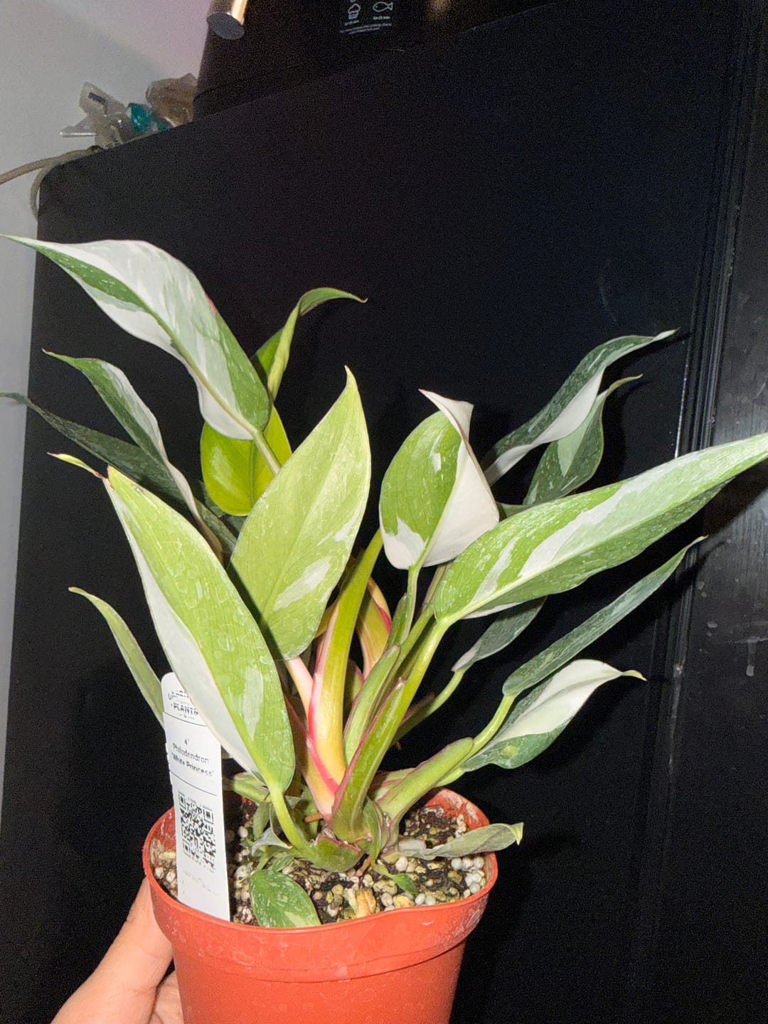Customer photo review of Philodendron 'White Princess'