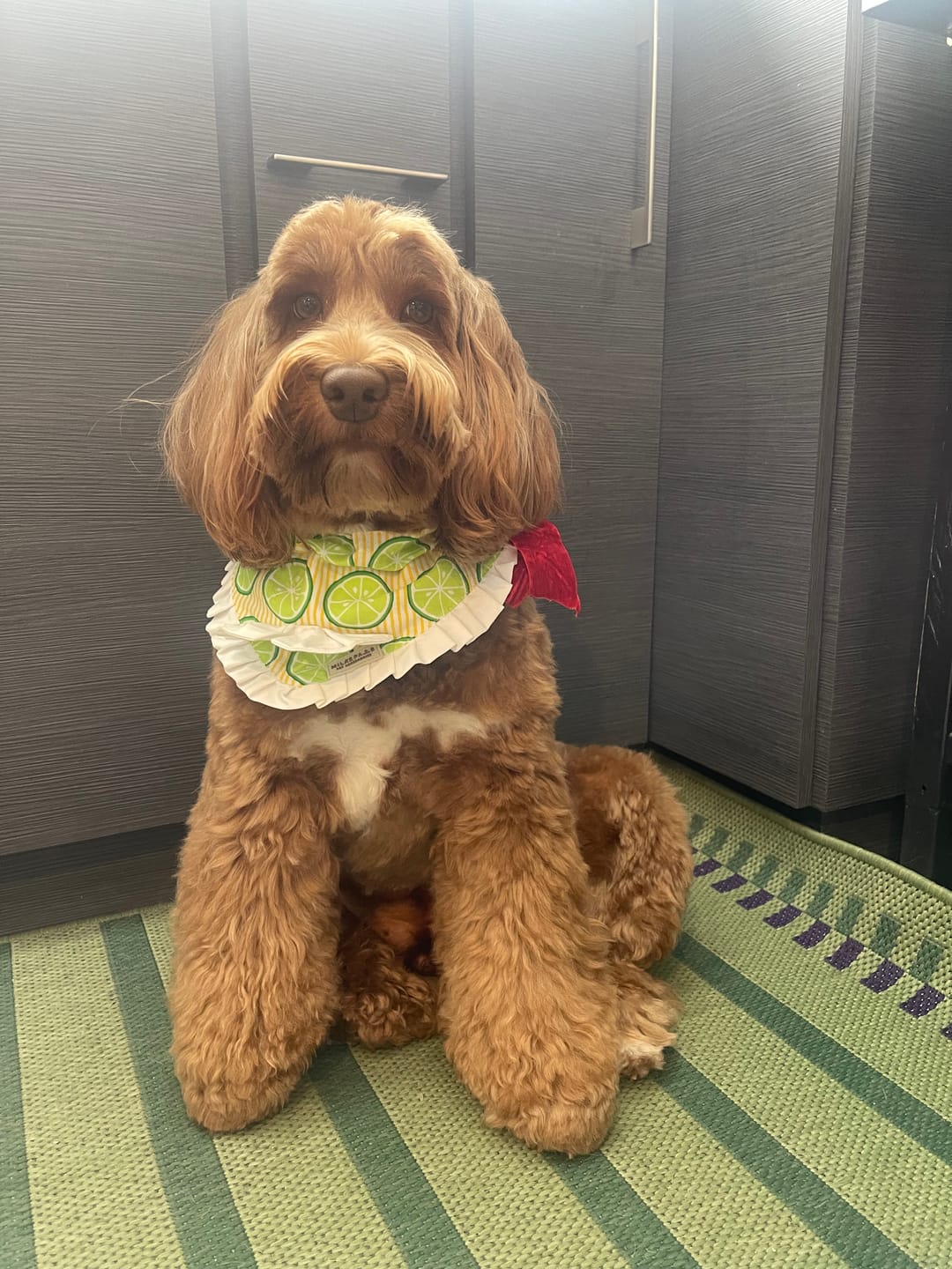 Customer photo review of Limoncello Bandana