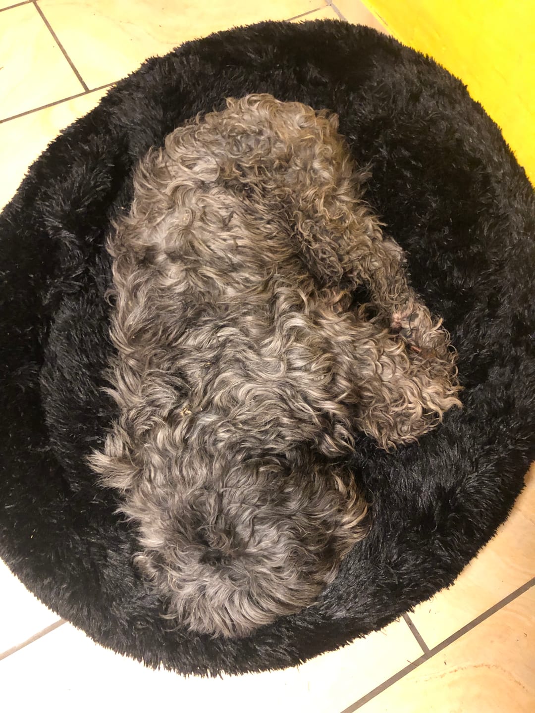 Customer photo review of Belune® Hundebett mit waschbarem Bezug