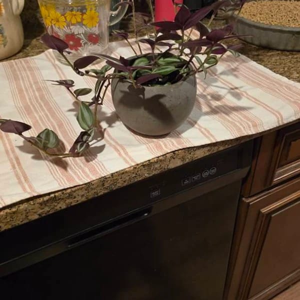 Customer photo review of Purple Wandering Jew in 3" Grow Pot | Easy Care Indoor Plant  | Live Wandering Dude Houseplant | Purple Plant For Indoors | Beginner Friendly Plant | Low Light Plant