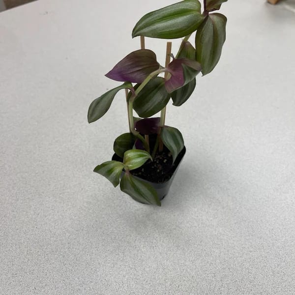 Customer photo review of Purple Wandering Jew in 3" Grow Pot | Easy Care Indoor Plant  | Live Wandering Dude Houseplant | Purple Plant For Indoors | Beginner Friendly Plant | Low Light Plant