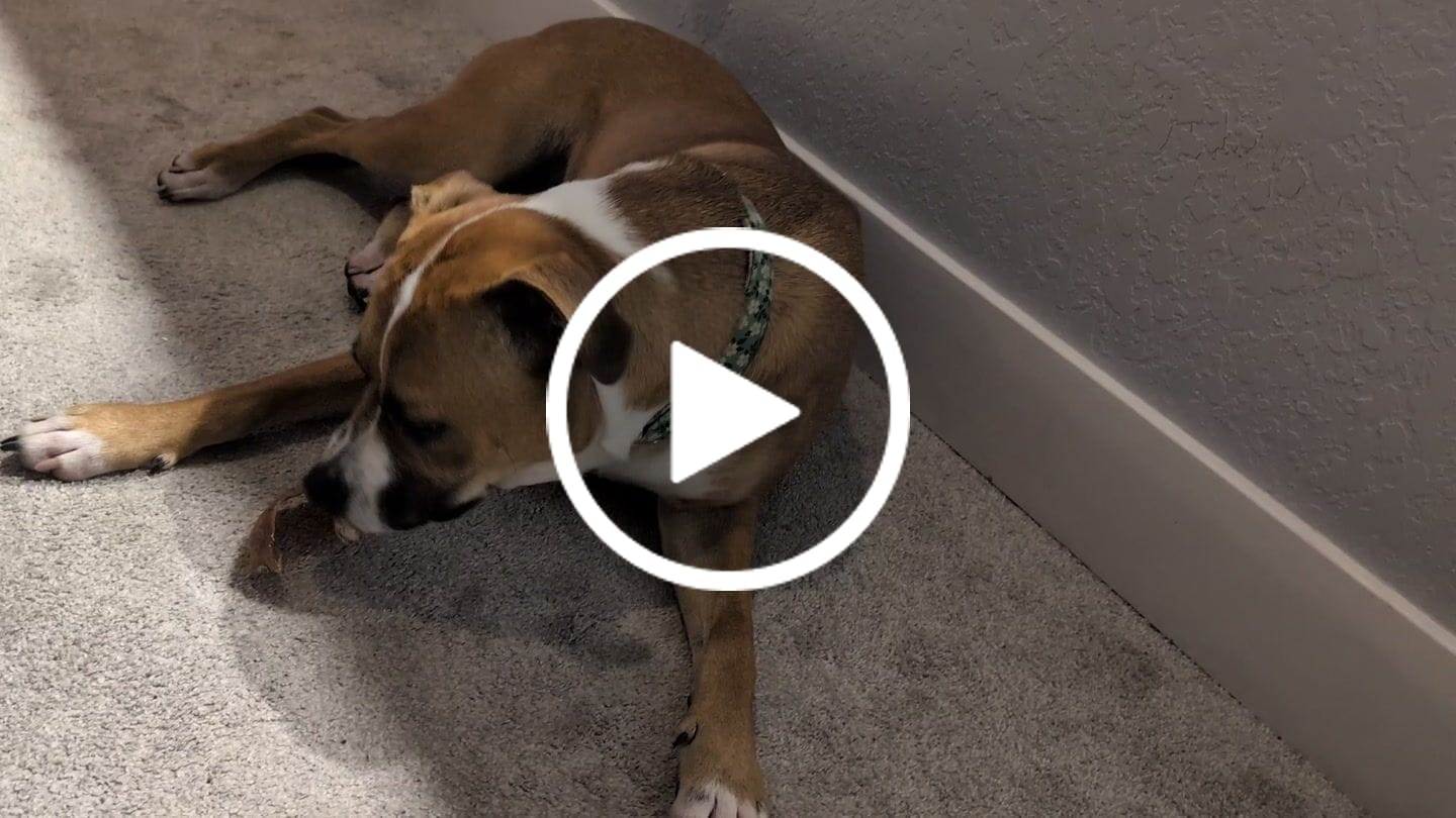 Customer video review of Pig Ears