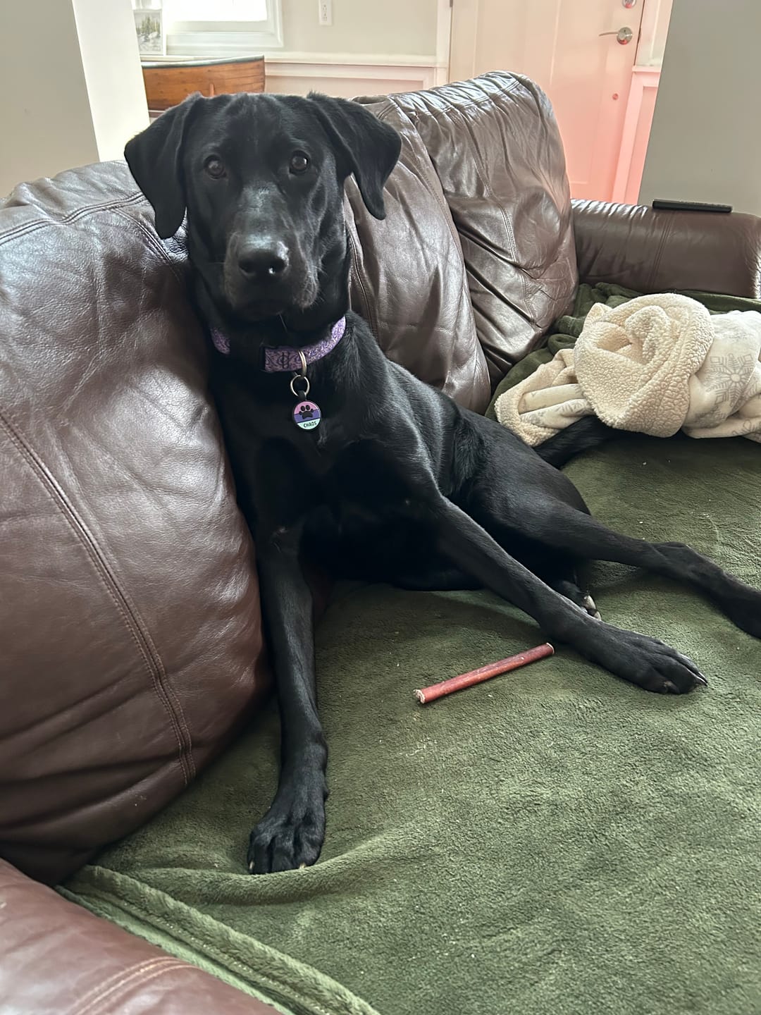 Customer photo review of 6 Inch Standard Bully Sticks