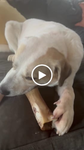 Customer video review of Smoked Beef Marrow Bone
