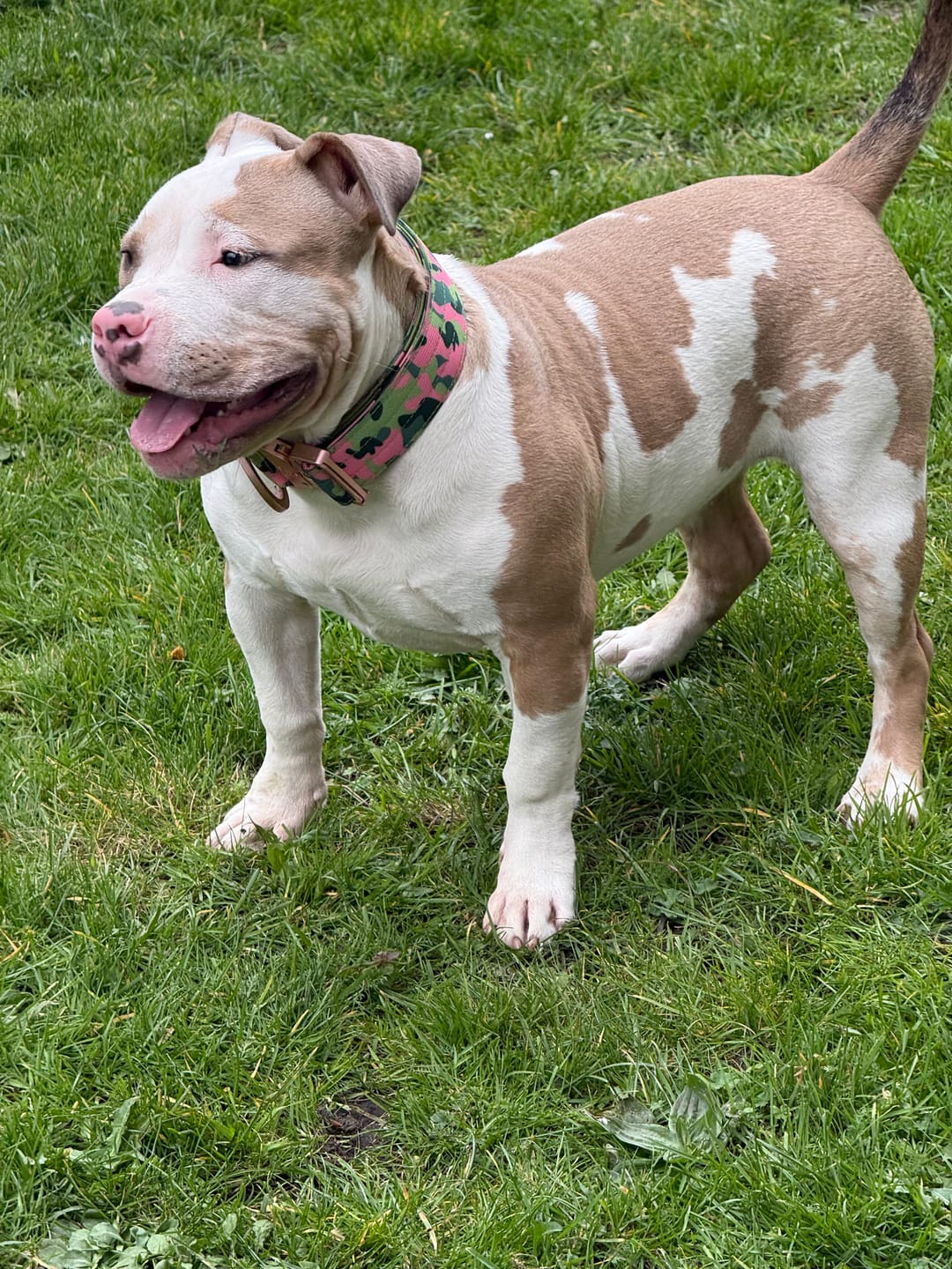 Customer photo review of 5cm Lighter Combat® Collar | Pink Camouflage