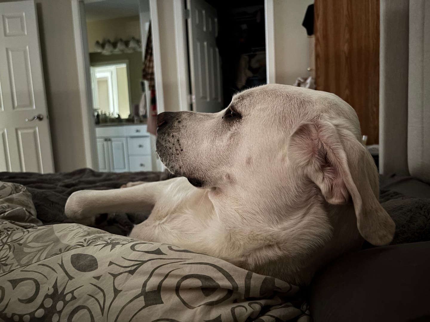 Customer photo review of Strawberry Himalayan Yak Chew (MEDIUM)