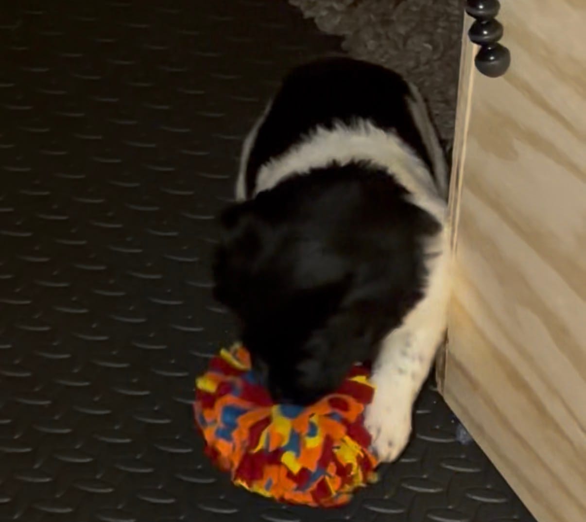 Customer photo review of Active Canis Vetbed, Brun