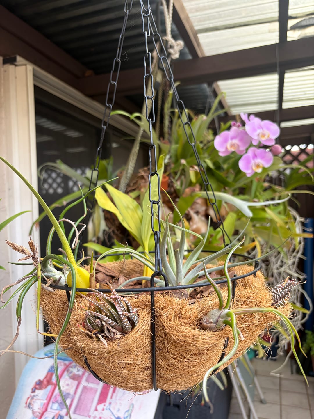 Customer photo review of Air Plant Mystery Box - Curated Tillandsia Collection | 5 Tiers Available