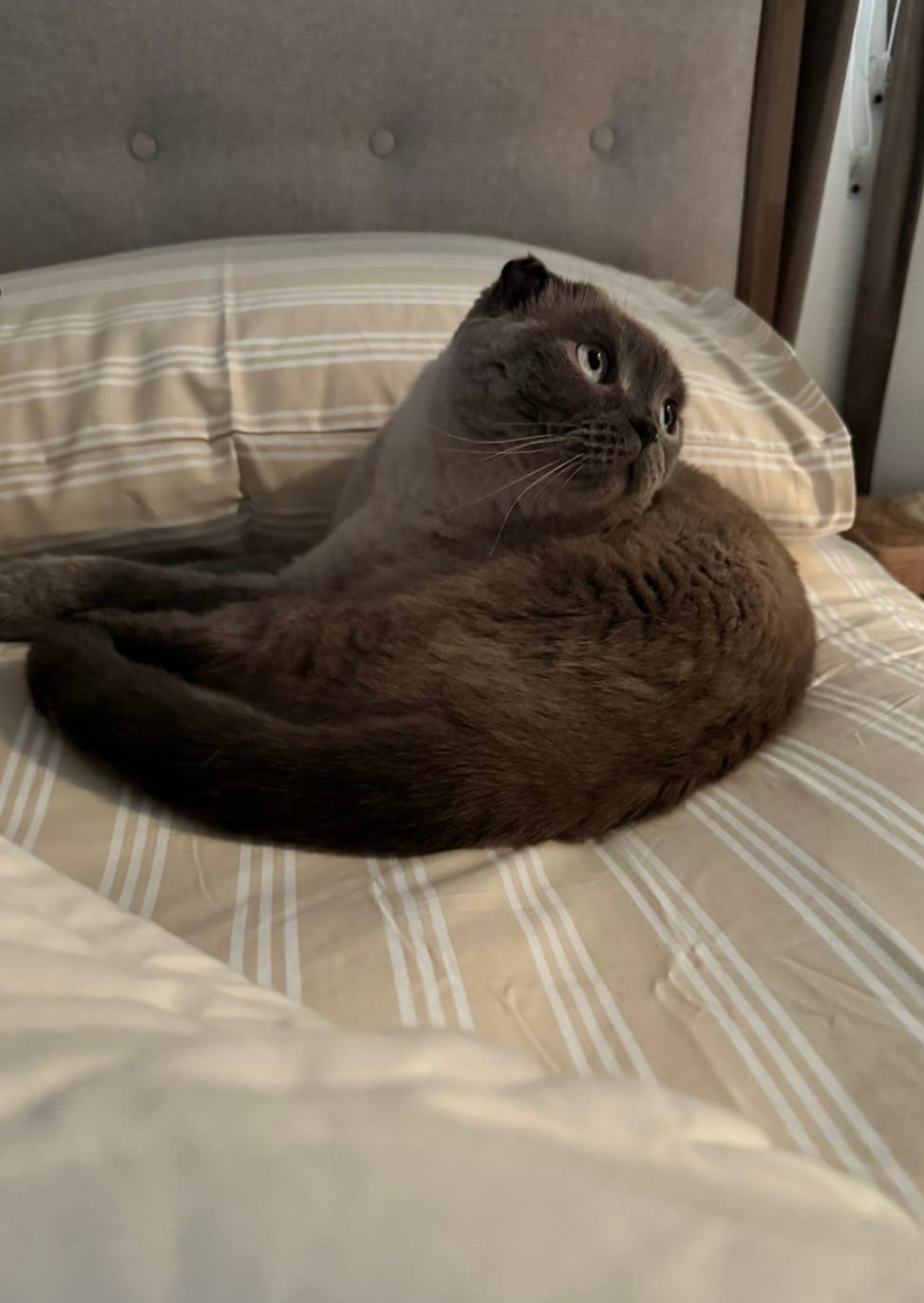 Customer photo review of Ultimate Comfort Luxury Beroea Mattress Topper 12 cm