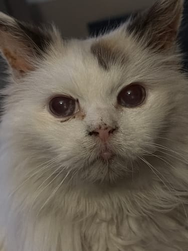 Customer photo review of 5x Blisso Advanced Cat Probiotic (Buy 2 Get 3 Free)