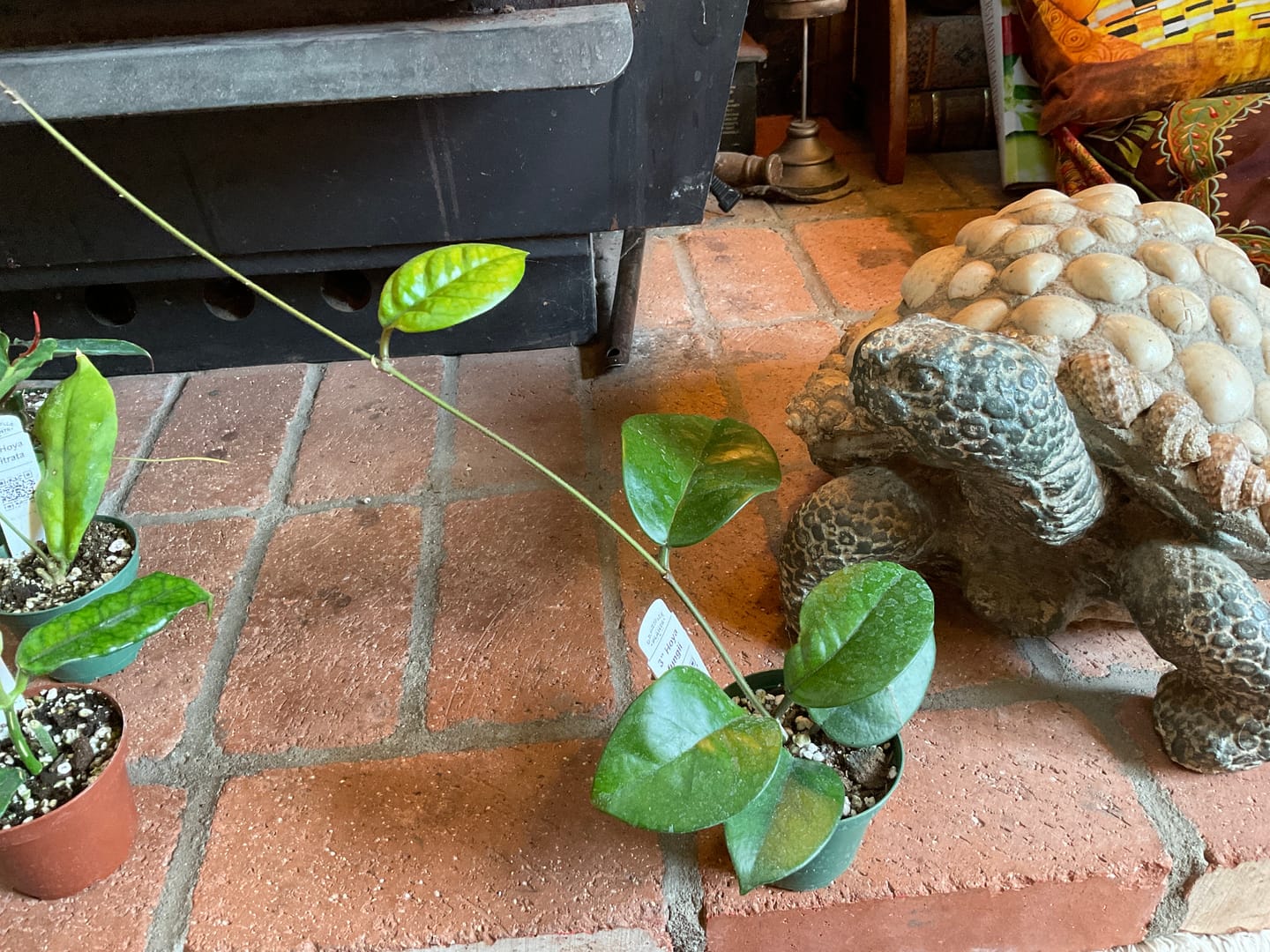 Customer photo review of Hoya fungii