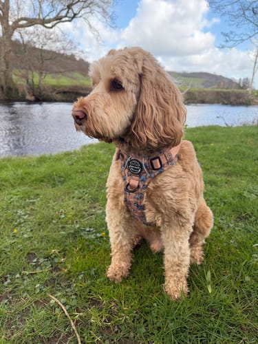 Customer photo review of Disney© Tough Trails™ Harness - Disney Dogs